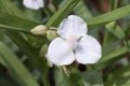 Spiderwort Tradescantia andersoniana Osprey, bright white Dayflower plant